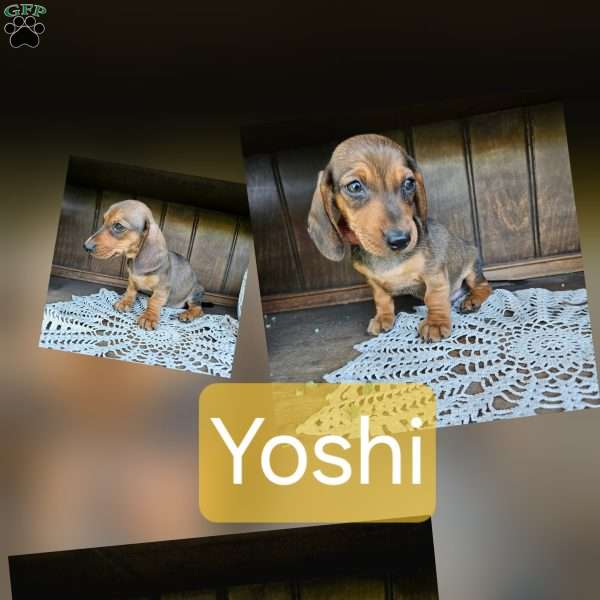 Yoshi, Dachshund Puppy